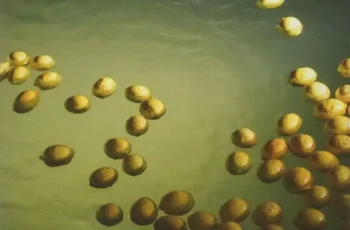 Piruka – Aqui Comigo