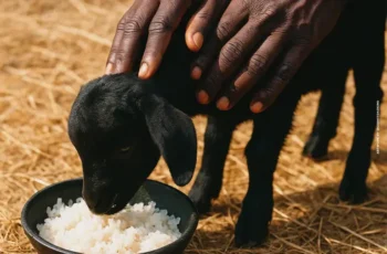 Nikotina KF – Arroz Com Cabrito (Freestyle) (Rap) 2025