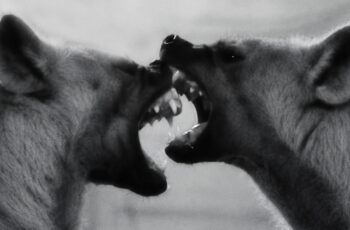 Holly Hood – Quem Dá Costas É Presa (RAP) 2025